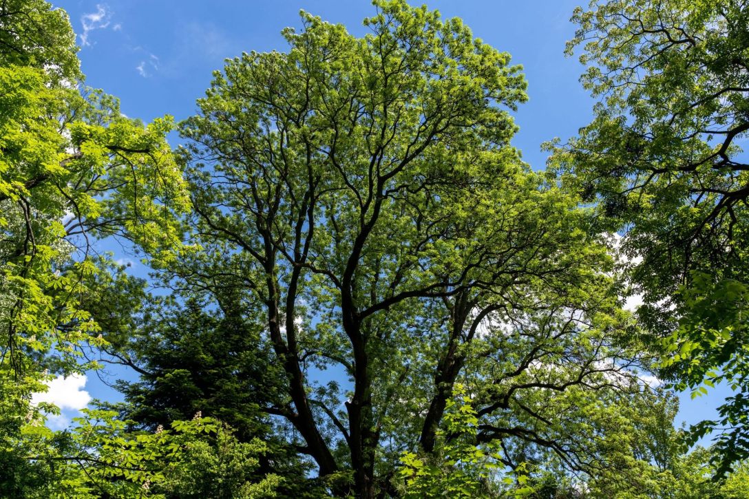 A tree on a blue sky