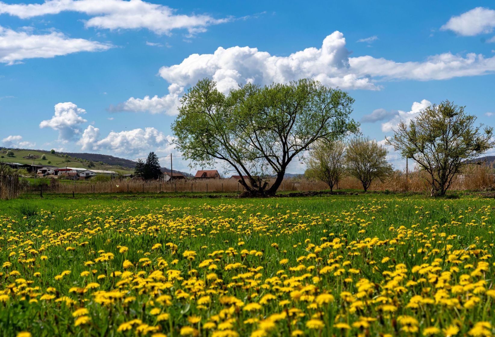 Dandelions field