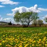Dandelions field